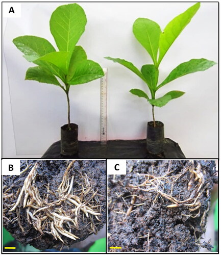 Figure 7. The shoot and root morphology of the tetraploid and diploid plants. (A) a tetraploid plant (left) and a diploid plant (right); (B) Root of a tetraploid plant; (C) root of a diploid plant. Bar in the root = 50 mm.