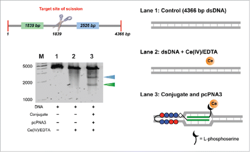 Figure 9. Site-selective hydrolysis of double-stranded DNA (4366 bp) with the pcPNA3/Py-Im conjugate and pcPNA4 combination. Lane 1, control; lane 2, with Ce(IV)-EDTA only; lane 3, with Ce(IV)-EDTA in the presence of the combination. Reaction conditions: [DNA] = 4 nM, [conjugate] = [pcPNA4] = 200 nM, [Ce(IV)-EDTA] = 200 μM, and [NaCl] = 100 mM at pH 7.0 and 50°C for 16 h. Reproduced by permission from ref. 49.