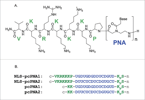 Figure 2. (A) Chemical structure of NLS-pcPNA conjugate. (B) Sequences of NLS-pcPNAs and pcPNAs. The NLS peptide was directly attached to the C-terminus of pcPNA, and all the pcPNAs have a phosphoserine (pS) at the N-termini. The 2-thiouracil Us is shown as U here.