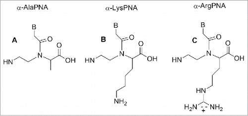 Figure 7. α-Ala, α-Lys, α-Arg modified PNA. Structure adapted from refs. Citation84,86,90