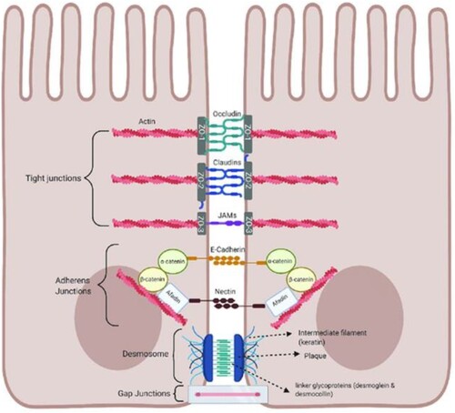 Figure 3. Schematic of tight junctions in the healthy gut. Tight junctions are at the apical end of junctional complexes composed of three transmembrane proteins: occludin claudins and junctional adhesion molecules (JAMs) that bind intracellular membrane proteins, zonula occludens (ZOs) which connect the transmembrane tight junction to the actin skeleton. Below the tight junctions are adherens junctions composed of transmembrane proteins, E-cadherin and nectin linked to the cytoskeleton by scaffolding proteins, catenin and afadin linked to actin filaments. Desmosomes are made up of the transmembrane liner glycoproteins, desmoglein and democollin which are cadherin proteins linked to intermediate keratin filaments. Gap junctions form a tunnel for small molecules to pass between adjacent epithelial cells. Image made using BioRender. Available via license: Creative Commons Attribution 4.0 International from https://www.researchgate.net/publication/348420396_Role_of_Metabolic_Endotoxemia_in_Systemic_Inflammation_and_Potential_Interventions.