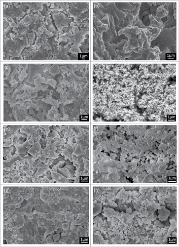 Figure 6. SEM images of the cements with MTA after soaking in SBF solution. (A) 10% MTA after 1 h (B) 10% MTA after 7 d, (C) 20% MTA after 1 h, (D) 20% MTA after 7 d, (E) 30% MTA after 1 h, (F) 30% MTA after 7 d.