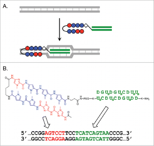 Figure 7. (A) Recognition of double-stranded DNA by combining the invasion of 2 pcPNA strands (decamers) and Py-Im polyamide binding (recognizing 6 bp in DNA). (B) Conjugate of decamer pcPNA and Py-Im polyamide. DNA sequences recognized by each portion are presented. Reproduced by permission from ref. 49.