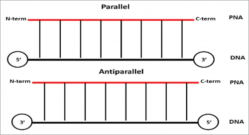 Figure 3. PNA:DNA duplex binding orientation.