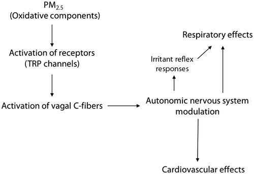 Figure 1. Proposed mode of action of neural reflex activation for both respiratory and cardiovascular effects following PM2.5 exposure.