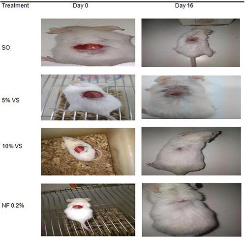Figure 3 Photograph of excision wound mice treated with simple ointment, 5% crude extract,10% crude extract and nitrofurazone 0.2%.