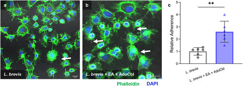 Figure 8. Ethanolamine (EA) influences L. brevis ATCC 14869 adhesion to human intestinal epithelial cells.
