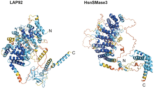 Figure 3. AlphaFold models for LAP92 and HsnSMase3. The domain topology for LAP92 suggests similarity with H. sapiens nSMase3. The structures for the two proteins are shown and colored by their pLDDT as per Figure 1. The precalculated structure for HsnSMase3 was downloaded from the AlphaFold database [Citation49]