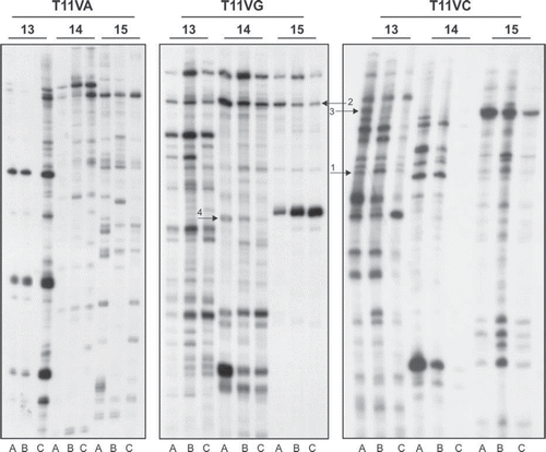 Figure 1. Analysis of cDNA population in pN0, pN + and adjacent mucosa groups by DD RT-PCR. Total RNA isolated and pooled from two adjacent mucosa (A), three primary tumors without compromised lymph nodes (B) and three primary tumors with compromised lymph nodes (C) were reverse transcribed and PCR carried out as per the protocol described in the text. The heat denatured PCR products were electrophoresed on urea-polyacrylamide gel. The gels were dried and exposed to autoradiograph for 12–16 h at −70°C and developed until the DNA bands appeared on the film. The arrows indicate the transcripts which are differentially expressed in pN0 or pN + samples: 1: SCARB2; 2: G3BP2; 3: CSNK1A1; 4: SPRR2B.