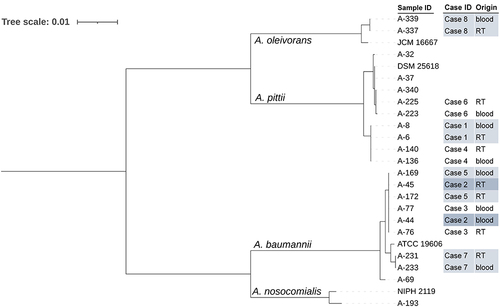 Figure 2 The phylogenetic tree of 21 carbapenem-resistant Acinetobacter spp. strains and 4 type strains inferred from a concatenate of the seven alleles used in the Pasteur multilocus sequence typing (MLST) scheme. RT, respiratory tract.