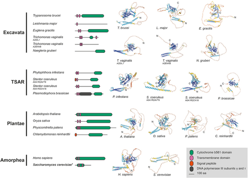Figure 6. Schematics and structures of representative LAP59 orthologs compared to ScPom34. LAP59 was detected across the eukaryotes with the orthologs showing similar structures and domain topology. Colors on the schematics are shown in the Figure legend. *indicates S. cerevisiae Pom34 was not detected as an ortholog of LAP59 but has been suggested as a putative ortholog of H. sapiens TMEM209 [Citation138], itself a LAP59 ortholog. Precalculated structures were downloaded from the AlphaFold database [Citation49] excluding E. gracilis which was calculated with [Citation50]. All structures are colored by pLDDT as per Figure 1.