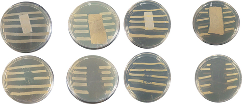 Figure 8. Optical images of the antibacterial activity according to the AATCC 147 test method of (a) AmCot, (b) AmCot-CuO+TiO2 against E. coli, and (c) AmCot, (d) AmCot-CuO+TiO2 against S. aureus.