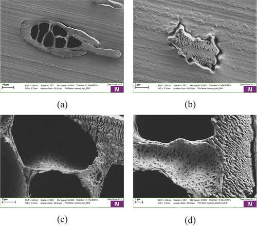 Figure 5. Scanning electron micrographs of cross-sections of a barb (a) and barbule (b) showing the details of the walls of the internal “honeycomb” structure (c and d).