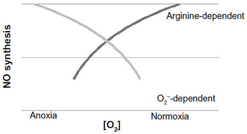 Figure 3 A model for the effects of oxygen on arginine and O2−-dependent NO synthesis.