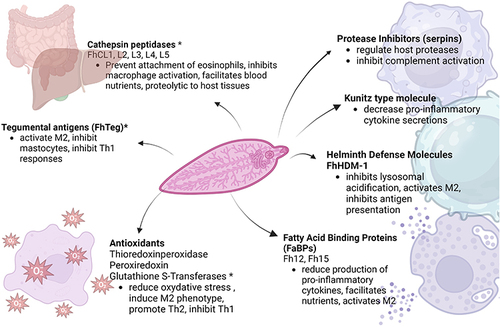 Figure 2 Immunomodulatory effects of the excretory/secretory and tegumental antigens in Fasciola hepatica (Illustration created with BioRender.com).Citation12,Citation26,Citation27