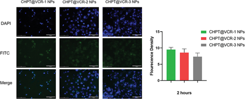 Figure 8. Uptake of FITC-labeled CHPT@VCR NPs at 2 hours in SJ-GBM2 cells, green for FITC(2 μg/mL), blue for DAPI(1 μg/mL).