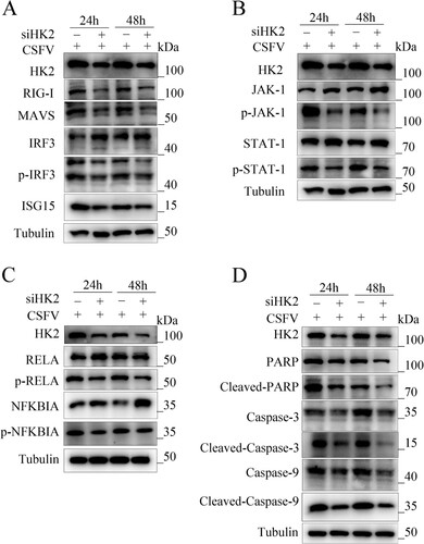 Figure 7. Silencing HK2 modulates CSFV-induced innate immunity. PAMs were transfected with siHK2 and incubated with CSFV (MOI = 0.1) for 24 and 48 h. (a) The protein levels of RIG-I, MAVS, IRF3, P-IRF3, and ISG15 were assayed. (b) The marker proteins JAK-1, p-JAK-1, STAT-1, and p-STAT-1 of JAK-STAT signalling pathways in HK2-inhibited cells were also detected by western blot. (c) The proteins RELA, p-RELA, NFΚBIA, and p-NFΚBIA in HK2-inhibited cells were also detected by western blot. (d) The proteins Cleaved-Caspase-3, Cleaved-Caspase-9, and Cleaved-PARP of apoptosis in HK2-inhibited cells were also detected by western blot.