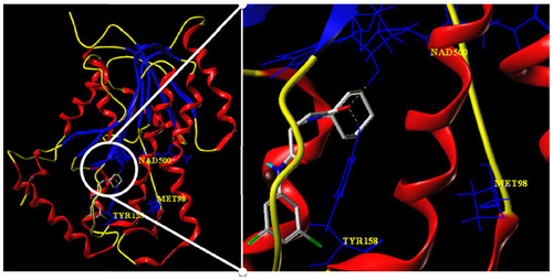 Figure 10 Docking conformation of 641 (capped sticks model in atom type color) at the active site (yellow dotted lines indicate H-bond).