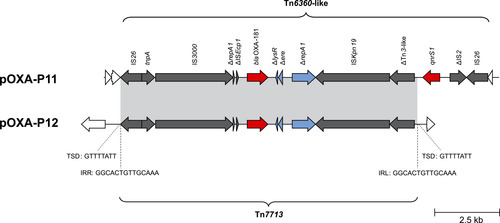 Figure 6: Tn6360-like variants in blaOXA-181-harbouring P. mirabilis. Grey arrows = mobile genetic elements or associated genes, red arrows = antibiotic resistance genes, blue arrows = other genes or gene fragments, white arrows = genes outside of the transposon structure. IRL/IRR = left and right inverted repeats, TSD = target site duplications.