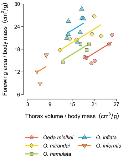 Figure 4. Oeda’s wing surface as a function of thorax volume. Points represent specimens and lines represent the best fit of a generalised linear mixed model using species as random effects. Thorax volume and forewing area are presented as ratios to body mass, to control for body size.