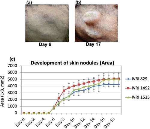 Figure 4. Development and progression of skin nodules following challenge with virulent LSDV. Animals were either unvaccinated or vaccinated with Lumpi-ProVacInd. At day 30 pv, all the animals were challenged with virulent LSDV. Whereas vaccinated animals remained apparently healthy without showing any skin nodules, control (unvaccinated) animals developed the skin nodules following challenge. Primary swelling was seen at day 5–6 pc (a), which progressively increased in size from ~600 mm2 (day 6 pc) to 5000 mm2 (day 16 pc) before becoming stable at day 17 pc (b). The size of the developing skin nodule on various days post-challenge is also shown (c). IVRI 829, IVRI 1492 and IVRI 1525 are unvaccinated-challenged animals.