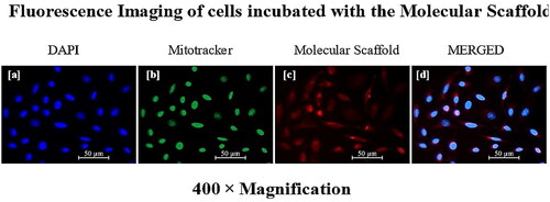 Figure 6. Fluorescence imaging showing the red autofluorescence of PS bound onto the molecular scaffold. In (a) channel show DAPI stain only (nuclei), in (b) channel shows mitotracker green (mitochondria), in (c) the single channel of red autofluorescence of the PS is seen and in (d) the channels are merged to see all fluorescence as was detected. The merged image demonstrates that the molecular scaffold was successfully internalized by the cells [color online].