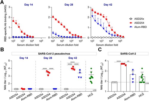 Figure 3. ASD254 vaccine elicits potent neutralizing antibody response against SARS-CoV-2 infection. BALB/c mice were subcutaneously immunized with ASD25x (n = 4), ASD254 (n = 4) or Alum-RBD (n = 4) on days 0, 14, and 28. Mouse serum was collected 2 weeks after every immunization. (A) Serum IgG binding to recombinant SARS-CoV-2 RBD measured by ELISA. (B) Serum neutralizing activity against SARS-CoV-2 pseudovirus measured by neutralization assay. HCS, COVID-19 human convalescent sera. (C) Serum neutralizing activity against SARS-CoV-2 measured by live virus micro-neutralization assay. The dotted line indicates the limit of detection. Differences between groups were calculated by one-way ANOVA with multiple comparisons test. *p < 0.05, **p < 0.01, ***p < 0.001, ****p < 0.0001. See also Figure S3.