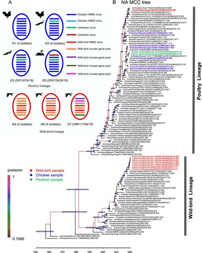 Figure 2. Genetic relationships among the NA genes and genotype evolution of H9N2 viruses. (A) Genetic evolution and reassortment of H9N2 viruses. (B) Bayesian time-measured phylogenetic trees of NA genes of H9N2 viruses. The NA MCC tree was constructed with the same software package and method as the Figure 1 legend. The 16 sequences in this study are coloured according to their hosts, as shown in the figure.