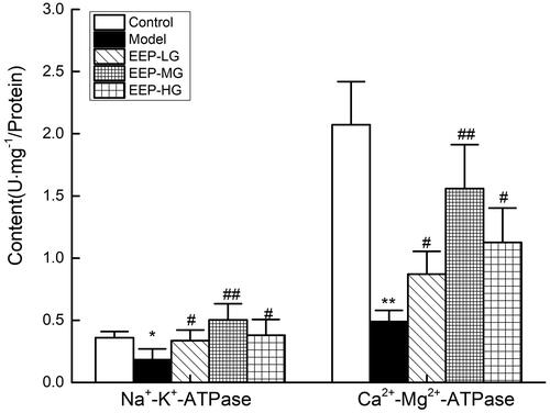 Figure 7. Effects of EEP on Na+–K+-ATPase and Ca2+–Mg2+-ATPase in the tissue of skeletal muscle. Data are expressed as the mean ± standard deviation. *p < 0.05, **p < 0.01 vs. control group alone. #p < 0.05, ##p < 0.01 vs. the model group.