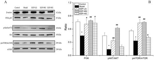 Figure 8. EEP modified the phosphorylation levels of the proteins of the PI3K/Akt/mTOR signal pathway in swimming-induced fatigued rats. (A) The expression levels of PI3K, p-Akt, Akt, p-mTOR and mTOR were detected by western blot analysis. (B) Quantification of PI3K, p-Akt and p-mTOR expression. The data are presented as mean ± SD (n = 3). *p < 0.05 vs. control group alone. #p < 0.05, ##p < 0.01 vs. the model group.