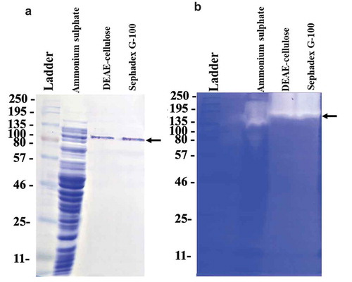Figure 2. Purification of collagenase from L. sphaericus VN3 by (a) SDS-PAGE and (b) active staining. Fifteen µL of sample was loaded on a 10% SDS-polyacrylamide gel. Molecular mass markers in kilodaltons (Color-coded Prestained Protein Marker, Broad Range #14,208, Cell Signaling Technology, Danvers, MA, USA), dialyzed supernatant after ammonium sulfate precipitation, concentrated DEAE-cellulose fraction, and concentrated Sephadex G-100 fracton are shown from left lane to right lane. The arrow shows the position of LS collagenase.