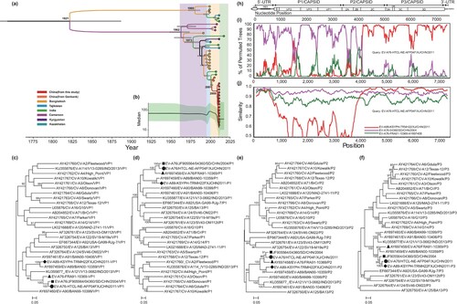 Figure 1. Phylogenetic analysis and recombination analysis of Xinjiang EV-A76 isolates. source: (a) The MCC phylogenetic tree and (b) the Bayesian Skyline Plot were constructed based on VP1 region of 41 sequences of EV-A76 strains worldwide. Phylogenetic tree based on the VP1 (c), P1 (d), P2 (e), and P3 (f) sequences of our EV-A76 isolate, the Shandong EV-A76 isolate, the Xinjiang EV-A89 isolate, and other EV-A prototype strains. (g) Gene structure organization, (h) similarity plot analyses of Xinjiang EV-A76 isolate, and (i) boot-scanning analysis of Xinjiang EV-A76 isolate.