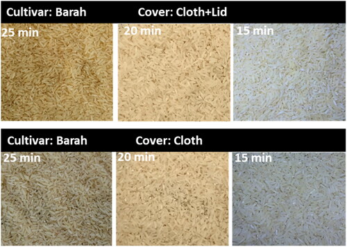 Figure 5. The appearance of parboiled rice grain of Barah cultivar under different steaming durations and covering methods.