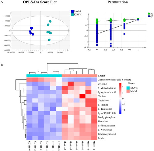 Figure 3. Metabolomics analysis. (A) OPLS-DA score plot of samples from model and KGYH groups (n = 6); permutation diagram (KGYH VS model). (B) Heatmap analysis of 15 metabolites for model and KGYH groups.
