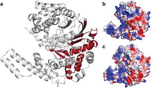 Figure 3. Structural comparison between CHIKV and MAYV nsP4. (a) Predicted MAYV nsP4 structure with the RNA-dependent RNA polymerase domain in dark red, with predominant alpha-helices and loops. The overall structure of MAYV nsP4 is similar to CHIKV nsP4 (RMSD: 0.609). (b) MAYV and (c) CHIKV nsP4 predicted structures represented as volumes with surface charge distribution, (positive charges – blue, negative charges – light red). MAYV and CHIKV nsP4s have substantial differences in protein shape, volume, and charge distribution that might indicate different interacting partners and biological functions.