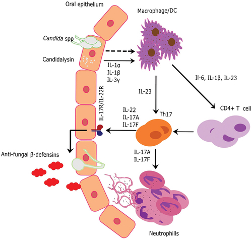 Figure 1. Model of oral candidiasis and the immune system’s response for clearing Candida species. In response to Candida species, macrophages are activated, which recruit CD4+T cells or TH17 cells through various cytokines, in order to activate neutrophils or release β-defensin to clear Candida infection.
