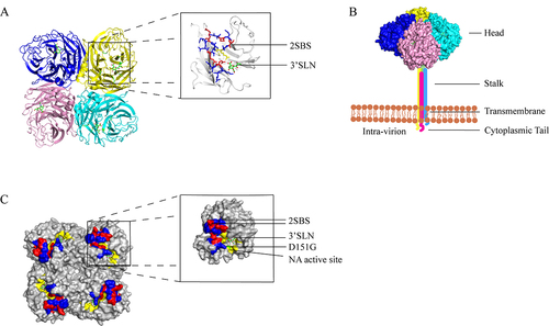 Figure 1. (a) the structure of the NA protein tetrad displaying the head region is depicted. Each monomer is shown to have an SA residue attached to its head, which serves as the site of enzyme activity. (b) the four polypeptide monomers of NA fold and assemble into a tetrameric structure encompassing a spherical head region, a stem, a transmembrane region, and a cytoplasmic tail. The head region of the depicted NA was derived from the Protein Data Bank (PDB:4GZW), and the corresponding protein model was generated using Pymol software. (c) the relative positions of the enzyme active site (highlighted in yellow) and the second receptor binding site (highlighted in blue and red: 366–373, 399–404, 430–433) at the head region of each NA monomer are shown, with the red area (364, 367, 369, 400, 403, 432) denoting the contact site of the second receptor binding site of NA. The location of the D151G mutation is illustrated in green. Each monomer binds to an α-2,3 sialic acid (SA). The NA structure displayed in the figure was obtained from the Protein Data Bank (PDB:4GZW), and the protein model was generated using Pymol software.