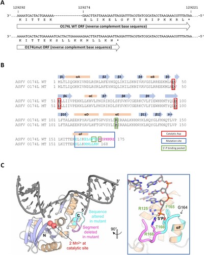 Figure 7. Comparison of O174L wildtype and mutant nucleotide and protein sequence and the effects of observed mutations on the wild-type ASFV PolX protein structure. Alignment of ASFV O174L wildtype and mutant nucleotide sequence (A) and protein sequence (B) including structural information from the literature [Citation34]. Catalytic sites (red box), mutation site (blue box), amino acids forming the 5’-binding pocket (green box) and altered amino acids (magenta letters) are highlighted. The nucleotide alignment was done using MAFFT v7.4506 and the protein alignment using Clustal W in Geneious. (C) X-ray structure of wild-type ASFV PolX in complex with nicked DNA (PDB accession: 5HRI) [Citation34]. Positions with altered sequence in the mutant are coloured in cyan and positions that are missing in the mutant are coloured in magenta. The illustration was prepared with PyMol (Schrödinger, Inc.).