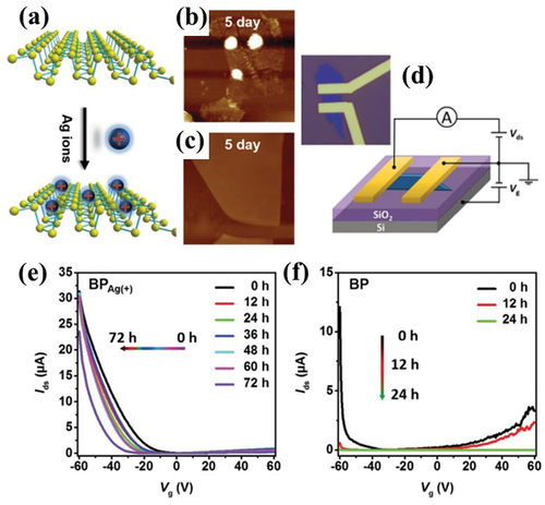 Figure 15. Ag+ integration for enhanced field-effect transistor (FET) performance (a) Schematic representation of the adsorption process of Ag+ on black phosphorus (BP). (b) Atomic Force Microscopy (AFM) images showing a bare BP and (c) BPAg+ after exposure to air for 5 days. (d) Microscopy picture (top) and structural schematic of a BP FET device on a 300 nm SiO2 Si substrate. (e) Current-to-gate voltage acquired from a BPAg+ FET device following air exposure for 0–72 hours. (f) Current-to-gate voltage acquired from a BP FET device after air exposure for 0–24 hours [Citation158].