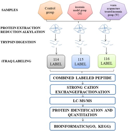Figure 1 The entire experimental process. Experimental design for the quantitative proteomic analysis, the experiment is divided into three groups (control group, insomnia model group, and the warm acupuncture treated insomnia group). Protein extraction, trypsin digestion, and labeled with iTRAQ regents. The labeled peptides were separated by SCX chromatography and fractions were analyzed by reversed-phase LC-MS/MS, all data were analyzed by bioinformatics tools from different aspects (GO, KEGG).