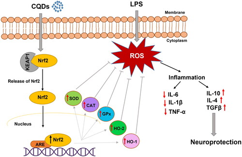 Scheme 1. A schematic representation of antioxidant effects of CQDs on LPS-induced HMC3 cells.