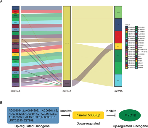 Figure 3 AC024896.1/miR−363−3p/MYO1B may be an important ceRNA axis in the regulation of AML. (A) Sankey diagram for the ceRNA network in ALL. Each rectangle represents a gene, and the connection degree of each gene is visualized based on the size of the rectangle. (B) The ceRNA regulatory network.