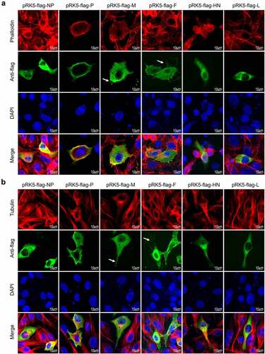 Figure 9. NDV M and F proteins induce formation of cellular extensions.(a) Vero cells were transfected with pRK5-flag-NP, pRK5-flag-P, pRK5-flag-M, pRK5-flag-F, pRK5-flag-HN or pRK5-flag-L. At 36 hpt, cells were processed for IFA. Viral proteins were detected with anti-flag antibodies, F-actin was detected using phalloidin and DAPI was used to stain nuclei. (b) Vero cells were transfected with pRK5-flag-NP, pRK5-flag-P, pRK5-flag-M, pRK5-flag-F, pRK5-flag-HN or pRK5-flag-L. At 36 hpt, cells were processed for IFA. Viral proteins were detected with anti-flag antibodies, tubulin was detected with anti-α/β-tubulin antibodies and DAPI was used to stain nuclei.