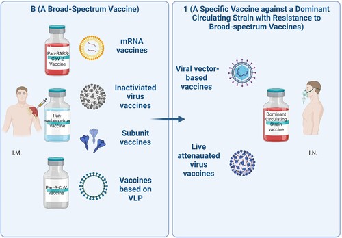 Figure 1. “B+1” heterologous boost vaccination strategy. Individuals will be immunized with a broad-spectrum coronavirus vaccine, such as pan-SARS-CoV-2 vaccine, pan-sarbecovirus vaccine, or pan-β-CoV vaccine via intramuscular route (I.M.), followed by heterologous boosting immunization using a vaccine specific against a dominant circulating viral variant with exceptional resistance to NAbs elicited by broad-spectrum vaccines via intranasal route (I.N.), such as XBB or BQ.1.1.