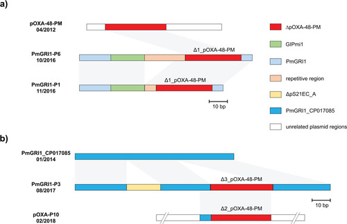 Figure 3: Graphical representation of the novel genomic islands PmGRI1-P1/P6 (a) and PmGRI1-P3 and the plasmid pOXA-P10 (b). Genetic structures are colour encoded according to the legend. Grey areas between the structures indicate regions of high sequence homology. Numbers below the name label describe the isolation date of the according isolate.