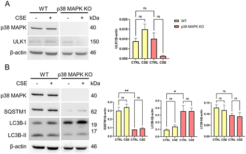 Figure 5. p38 MAPK mediates SQSTM1 expression and LC3B recruitment into autophagosomes in chorion trophoblast cells.