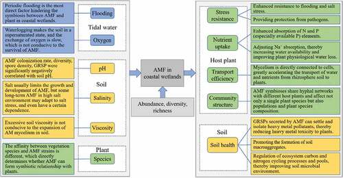 Figure 1. Conceptual framework for the factors affecting distribution of AMF and their ecological functions in coastal wetland ecosystems.