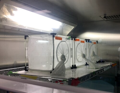 Figure 2. Mosquito cages in a laboratory. Source: Marianne Mäkelin, 2019.