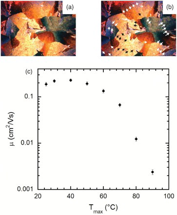 Figure 6. POM images (a) before and (b) after thermal annealing of a solvent-annealed TESADT film. The black and white arrows in (b) indicate cracks that developed during thermal annealing. (c) The field-effect mobility μ versus maximum anneal temperature for a TESADT transistor that underwent subsequent 2 min thermal anneals at T=30, 40, 50, 60, 70, 80 and 90°C, with electrical measurements performed at 25°C between each anneal. The initial point at T=25°C indicates a sample measured prior to any thermal annealing.