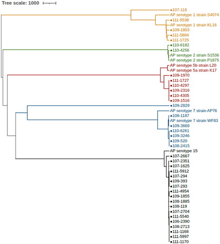 Figure 3. Phylogenetic analysis based on the whole-genome sequences of Actinobacillus pleuropneumoniae strains. A. pleuropneumoniae serovar 1 strain S4074, serovar 1 strain KL16, serovar 2 strain S1536, serovar 2 strain P1875, serovar 5a strain L20, serovar 5b strain K17, serovar 7 strain AP76, serovar 7 strain WF83, and serovar 15 strain HS143 served as clade controls. The circles represent the A. pleuropneumoniae strains isolated from 2017 to 2022. Strains of A. pleuropneumoniae serovars 1, 2, 5, 7, and 15 are labeled orange, green, red, blue, and black, respectively. The scale bars indicate nucleotide substitutions per site.
